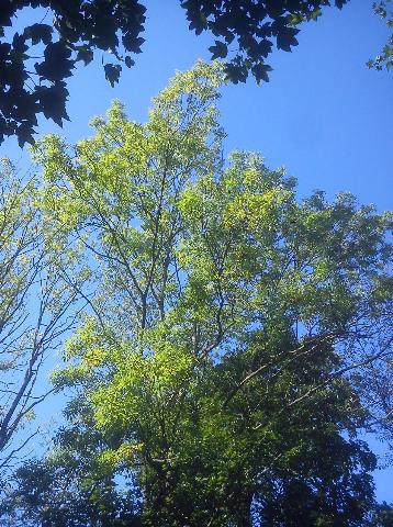 Balkantrasse: Bergisch Born - Remscheid Lennep