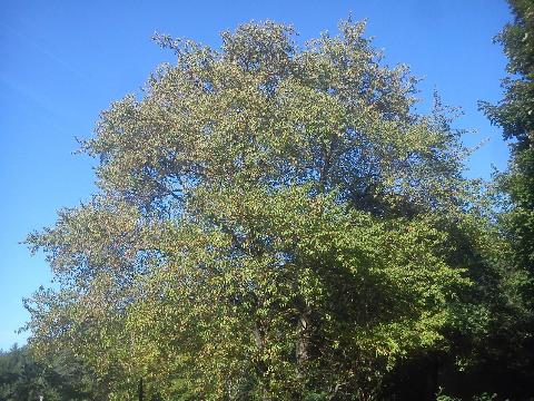 Balkantrasse: Bergisch Born - Remscheid Lennep