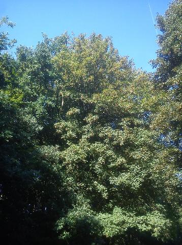 Balkantrasse: Bergisch Born - Remscheid Lennep