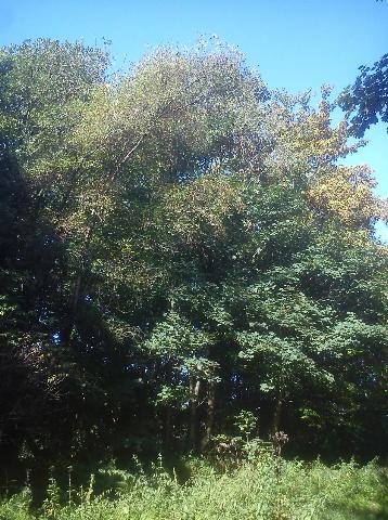 Balkantrasse: Bergisch Born - Remscheid Lennep