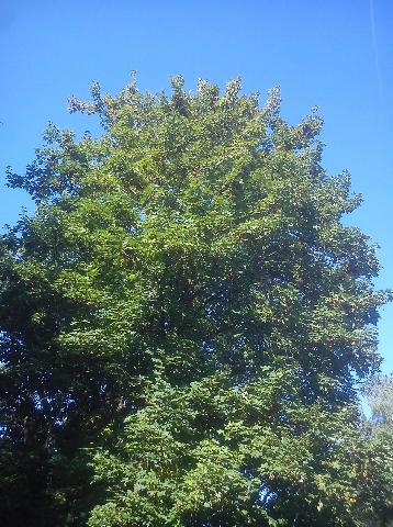 Balkantrasse: Bergisch Born - Remscheid Lennep