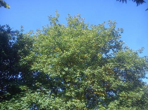 Balkantrasse: Bergisch Born - Remscheid Lennep