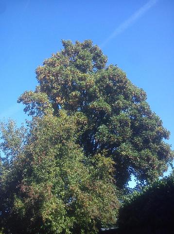 Balkantrasse: Bergisch Born - Remscheid Lennep