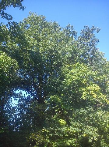 Balkantrasse: Bergisch Born - Remscheid Lennep