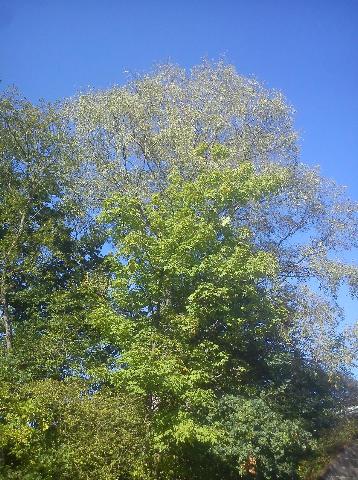 Balkantrasse: Bergisch Born - Remscheid Lennep