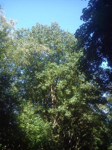 Balkantrasse: Bergisch Born - Remscheid Lennep