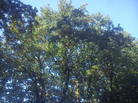 Balkantrasse: Bergisch Born - Remscheid Lennep