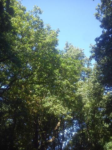 Balkantrasse: Bergisch Born - Remscheid Lennep