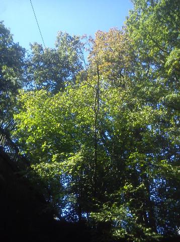 Balkantrasse: Bergisch Born - Remscheid Lennep