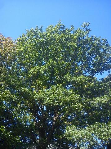 Balkantrasse: Bergisch Born - Remscheid Lennep