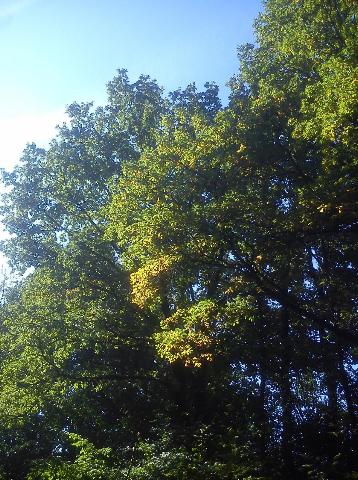 Balkantrasse: Bergisch Born - Remscheid Lennep