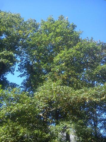 Balkantrasse: Bergisch Born - Remscheid Lennep