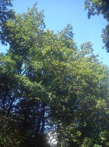 Balkantrasse: Bergisch Born - Remscheid Lennep