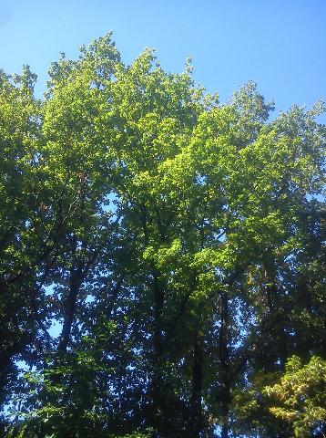 Balkantrasse: Bergisch Born - Remscheid Lennep