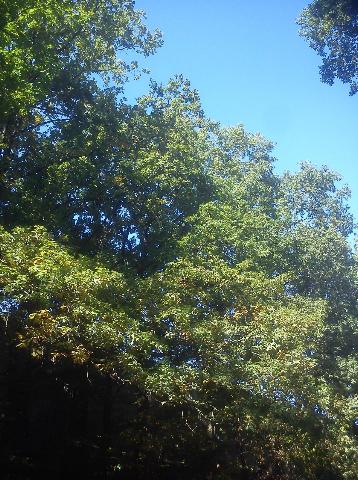 Balkantrasse: Bergisch Born - Remscheid Lennep