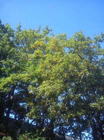 Balkantrasse: Bergisch Born - Remscheid Lennep