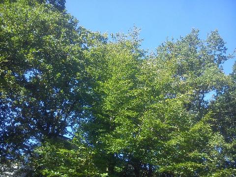 Balkantrasse: Bergisch Born - Remscheid Lennep