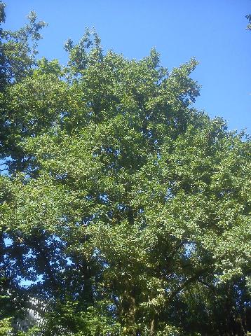 Balkantrasse: Bergisch Born - Remscheid Lennep