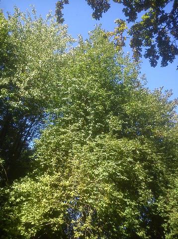 Balkantrasse: Bergisch Born - Remscheid Lennep