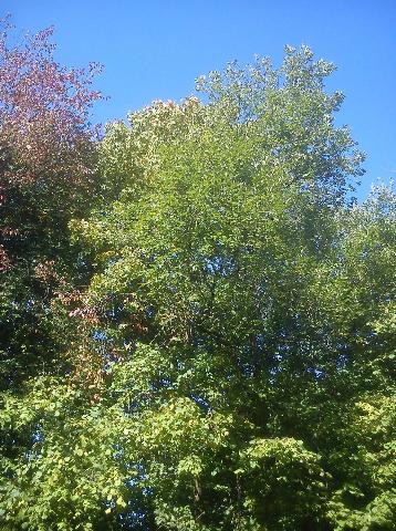 Balkantrasse: Bergisch Born - Remscheid Lennep