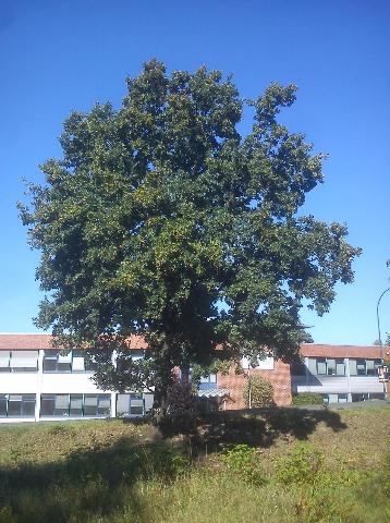 Balkantrasse: Bergisch Born - Remscheid Lennep