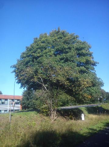 Balkantrasse: Bergisch Born - Remscheid Lennep