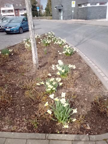 Fr&uuml;hlingsbild Radevornwald 2026