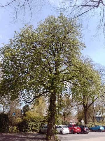 Fr&uuml;hlingsbild Remscheid Lennep 2026