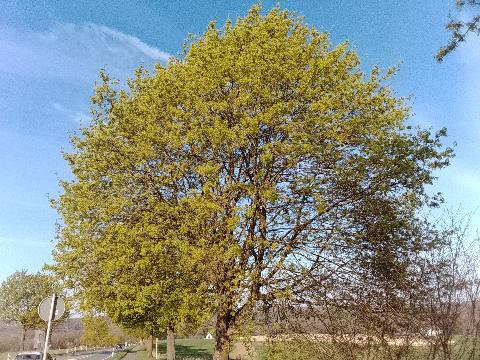Fr&uuml;hlingsbild Radevornwald