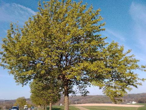 Fr&uuml;hlingsbild Radevornwald