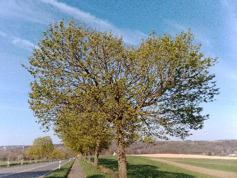 Fr&uuml;hlingsbild Radevornwald