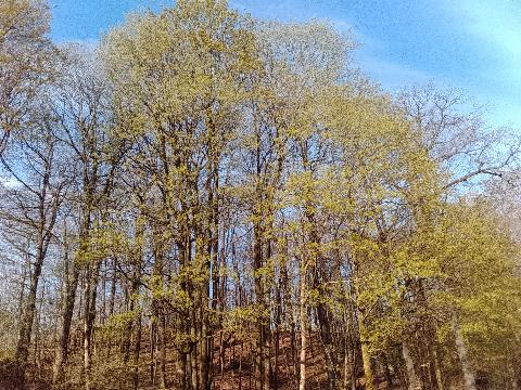 Fr&uuml;hlingsbild Radevornwald