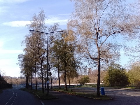 Fr&uuml;hlingsbild Radevornwald