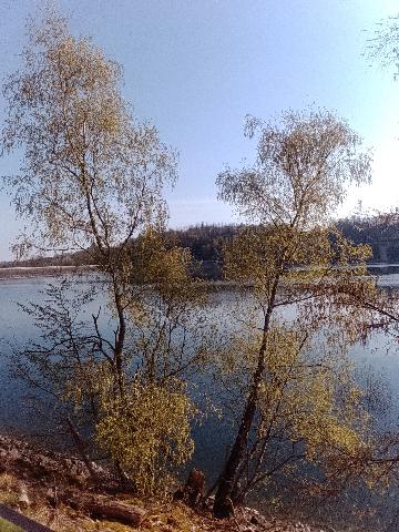 Fr&uuml;hlingsbild Radevornwald