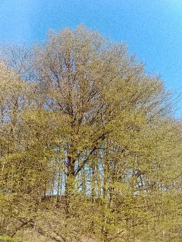 Fr&uuml;hlingsbild Remscheid Lennep