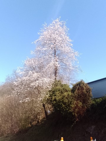 Fr&uuml;hlingsbild Remscheid Lennep