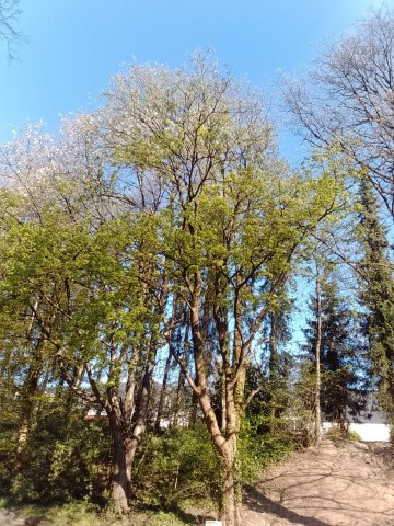 Fr&uuml;hlingsbild Remscheid Lennep