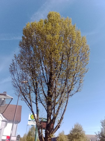 Fr&uuml;hlingsbild Remscheid Lennep
