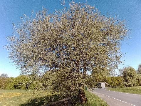 Fr&uuml;hlingsbild: Wermelskirchen - RS Bergisch Born - Remscheid Lennep