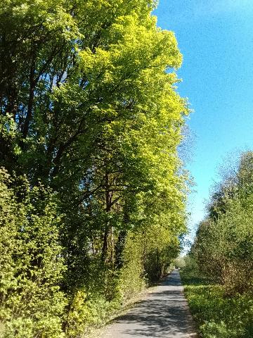 Fr&uuml;hlingsbild: Wermelskirchen - RS Bergisch Born - Remscheid Lennep