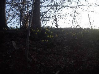 Fr&uuml;hlings Blumen