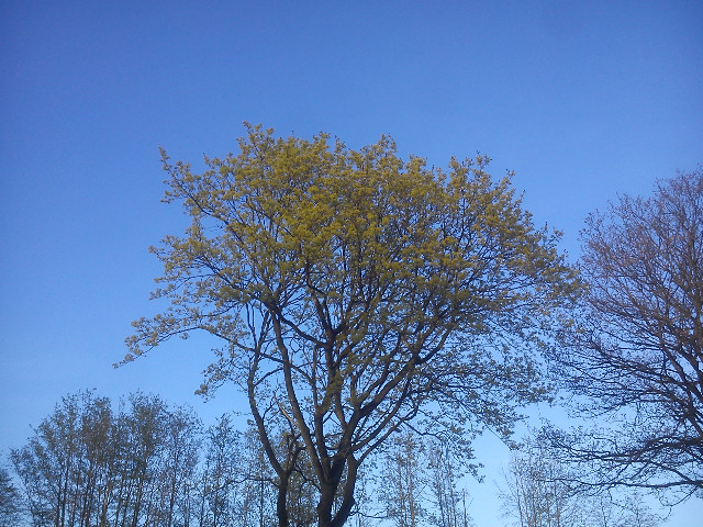 Fr&uuml;hling