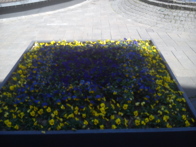 Sommer Blumen Beet