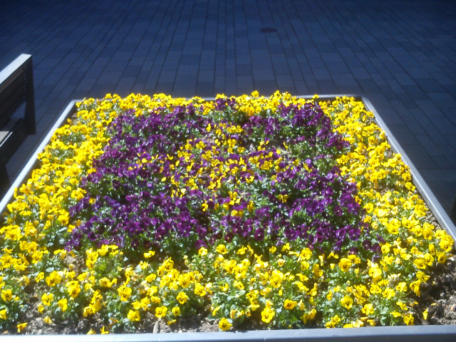 Sommer Blumen Beet