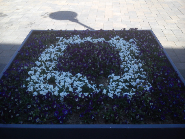 Sommer Blumen Beet