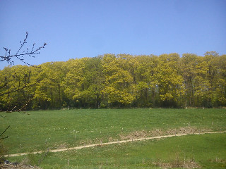 Sommer