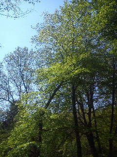 Sommer