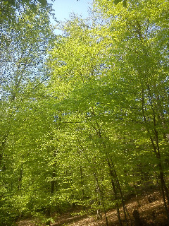 Sommer