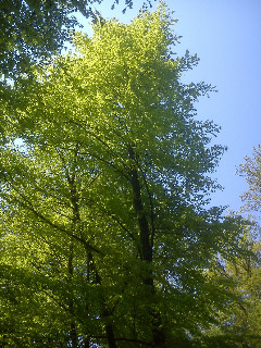 Sommer