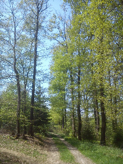 Sommer